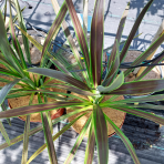 Kordylína austrálska (Cordyline australis) ´CHOCOLATE MINT´ výška: 50-70 cm, C5L (-12°C)